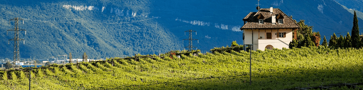 Italienischen Wein aus Südtirol online kaufen