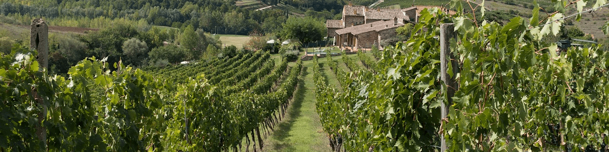 Wein aus dem Anbaugebiet Chianti online kaufen