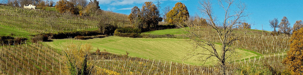 Italienischen Wein aus Emilia Romagna online kaufen