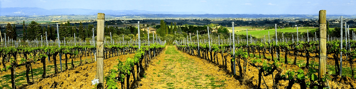 Italienischen Wein aus der Toskana online kaufen
