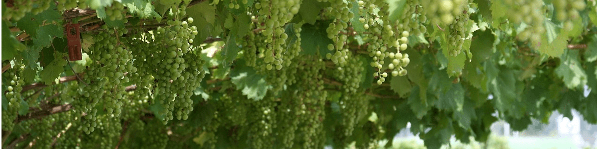 Italienischen Wein aus der Region Trentino online kaufen