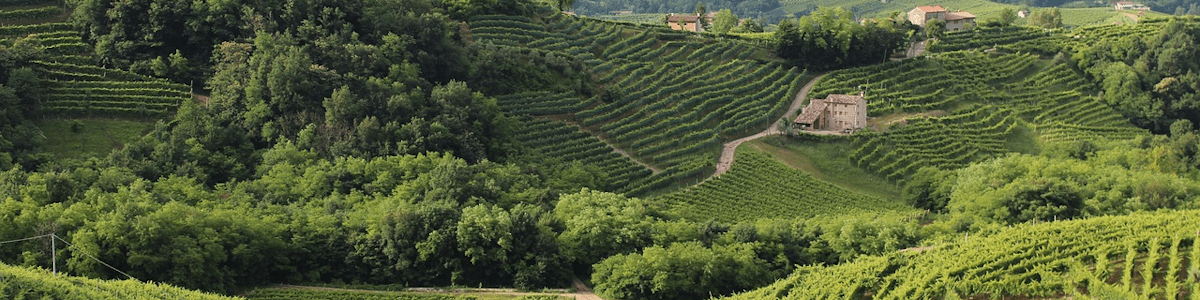 Italienischen Wein aus der Region Venetien online kaufen