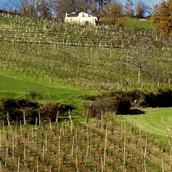 Wein von San Patrignano aus Italien